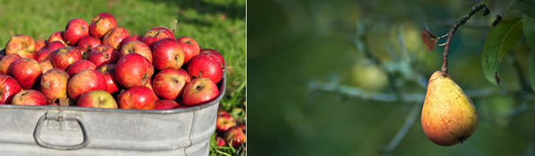 appelen en peren oogsten